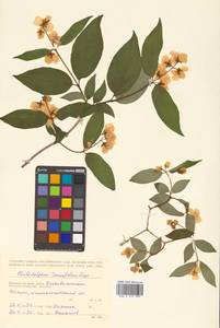 Philadelphus tenuifolius Rupr. & Maxim., Siberia, Russian Far East (S6) (Russia)