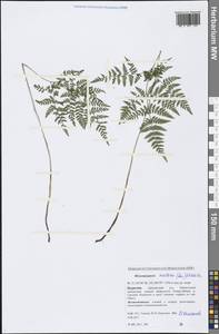 Cystopteris montana (Lam.) Bernh., Siberia, Baikal & Transbaikal region (S4) (Russia)