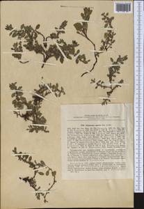 Polygonum cognatum subsp. cognatum, Middle Asia, Dzungarian Alatau & Tarbagatai (M5) (Kazakhstan)