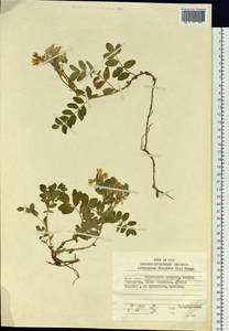Astragalus frigidus (L.) A.Gray, Siberia, Russian Far East (S6) (Russia)