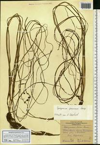 Sparganium gramineum Georgi, Eastern Europe, Volga-Kama region (E7) (Russia)