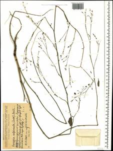 Froriepia subpinnata (Ledeb.) Baill., Caucasus, Black Sea Shore (from Novorossiysk to Adler) (K3) (Russia)