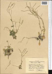 Arabis caucasica Willd., Middle Asia, Western Tian Shan & Karatau (M3) (Uzbekistan)