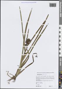 Sparganium glomeratum (Laest. ex Beurl.) Beurl., Siberia, Baikal & Transbaikal region (S4) (Russia)