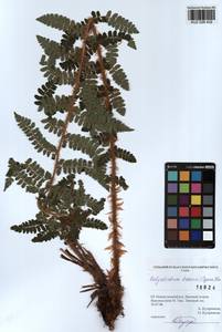 Polystichum braunii (Spenn.) Fée, Siberia, Altai & Sayany Mountains (S2) (Russia)