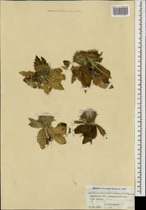 Cirsium rhizocephalum C. A. Mey., Caucasus, Armenia (K5) (Armenia)