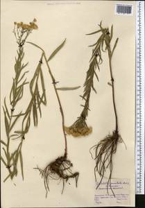 Galatella sedifolia subsp. sedifolia, Middle Asia, Northern & Central Kazakhstan (M10) (Kazakhstan)