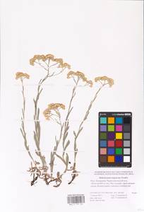 Helichrysum nogaicum Tzvelev, Eastern Europe, Lower Volga region (E9) (Russia)