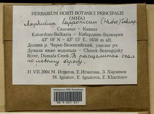 Amphidium lapponicum (Hedw.) Schimp., Bryophytes, Bryophytes - North Caucasus & Ciscaucasia (B12) (Russia)