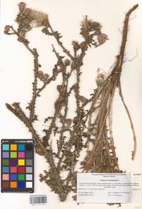 Carduus acanthoides L., Eastern Europe, Lower Volga region (E9) (Russia)