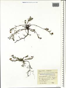 Fumana procumbens (Dunal) Gren. & Godr., Caucasus, Black Sea Shore (from Novorossiysk to Adler) (K3) (Russia)