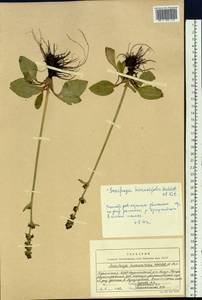 Micranthes hieraciifolia (Waldst. & Kit.) Haw., Siberia, Baikal & Transbaikal region (S4) (Russia)