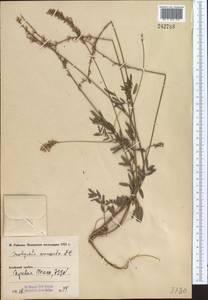 Onobrychis arenaria (Kit.)DC., Middle Asia, Pamir & Pamiro-Alai (M2) (Kyrgyzstan)