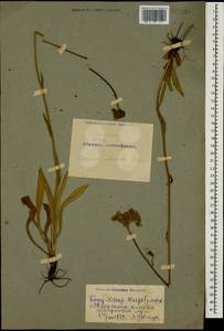 Pilosella echioides subsp. echioides, Caucasus, Armenia (K5) (Armenia)