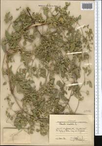 Clematis orientalis L., Middle Asia, Western Tian Shan & Karatau (M3) (Uzbekistan)