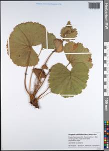 Geum calthifolium subsp. calthifolium, Siberia, Russian Far East (S6) (Russia)