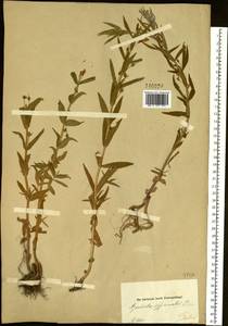 Gratiola officinalis L., Siberia, Altai & Sayany Mountains (S2) (Russia)