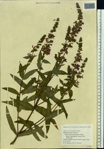 Lythrum intermedium Ledeb. ex Turcz., Eastern Europe, North-Western region (E2) (Russia)