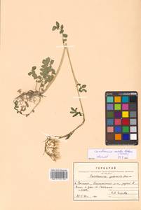 Cardamine yezoensis Maxim., Siberia, Russian Far East (S6) (Russia)