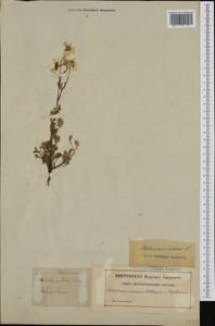 Tripleurospermum inodorum (L.) Sch.-Bip, Western Europe (EUR) (Sweden)