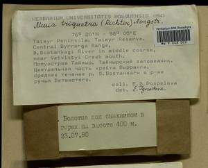Meesia triquetra (L. ex Jolycl.) Ångstr., Bryophytes, Bryophytes - Krasnoyarsk Krai, Tyva & Khakassia (B17) (Russia)