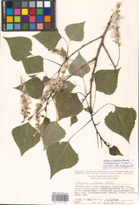 Populus ×canadensis Moench, Eastern Europe, Moscow region (E4a) (Russia)