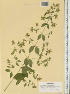 Silene baccifera (L.) Roth, Eastern Europe, Central forest-and-steppe region (E6) (Russia)