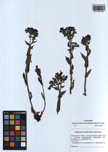 Pulmonaria mollis Wulfen ex Hornem., Siberia, Altai & Sayany Mountains (S2) (Russia)