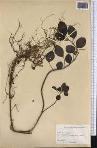 Pilea ovalifolia Britton & P. Wilson, America (AMER) (Cuba)