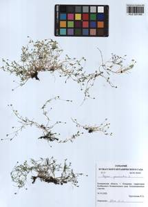 Sagina procumbens L., Siberia, Altai & Sayany Mountains (S2) (Russia)