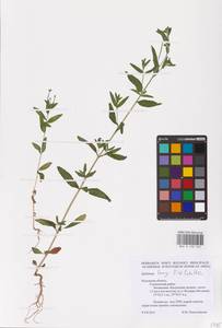 Epilobium lamyi F. W. Schultz, Eastern Europe, Central region (E4) (Russia)