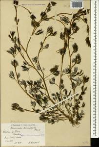 Ranunculus trichophyllus Chaix, Caucasus, Armenia (K5) (Armenia)