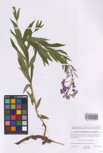 Chamaenerion angustifolium (L.) Scop., Eastern Europe, Moscow region (E4a) (Russia)