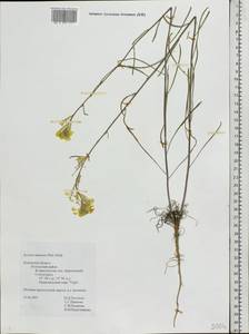 Erysimum quadrangulum Desf., Eastern Europe, Central region (E4) (Russia)