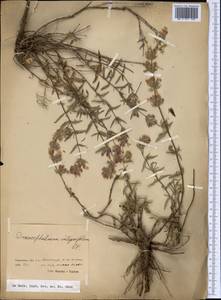Dracocephalum integrifolium Bunge, Middle Asia, Pamir & Pamiro-Alai (M2) (Tajikistan)