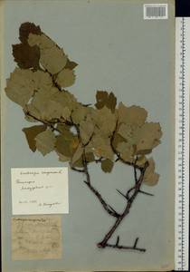 Crataegus sanguinea Pall., Eastern Europe, Eastern region (E10) (Russia)