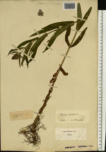 Stachys palustris L., Eastern Europe, Lower Volga region (E9) (Russia)