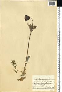 Pulsatilla pratensis subsp. ucrainica (Ugr.) Grey-Wilson, Eastern Europe, North Ukrainian region (E11) (Ukraine)