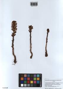 Orobanche cumana Wallr., Siberia, Altai & Sayany Mountains (S2) (Russia)