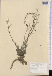 Scrophularia rosulata Stiefelh., Middle Asia, Kopet Dag, Badkhyz, Small & Great Balkhan (M1) (Turkmenistan)