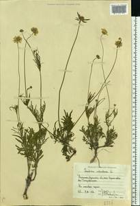 Scabiosa ochroleuca L., Eastern Europe, North Ukrainian region (E11) (Ukraine)