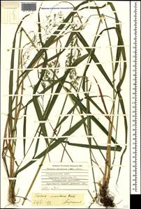 Festuca altissima All., Caucasus, Stavropol Krai, Karachay-Cherkessia & Kabardino-Balkaria (K1b) (Russia)