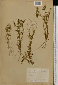 Vicia lens (L.) Coss. & Germ., Eastern Europe, Estonia (E2c) (Estonia)