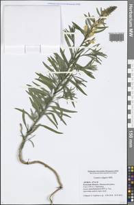 Linaria vulgaris Mill., Eastern Europe, Central region (E4) (Russia)