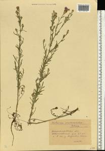 Centaurea pseudomaculosa Dobrocz, Eastern Europe, South Ukrainian region (E12) (Ukraine)