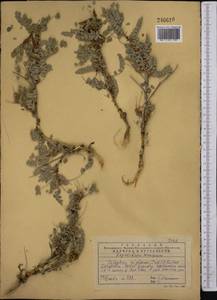 Calophaca tianschanica (B.Fedtsch.)Boriss., Middle Asia, Western Tian Shan & Karatau (M3) (Kazakhstan)