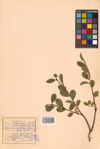 Salix fuscescens Andersson, Siberia, Russian Far East (S6) (Russia)