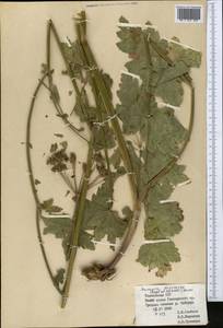 Semenovia dasycarpa (Regel & Schmalh.) Korovin ex Pimenov & V. N. Tikhom., Middle Asia, Pamir & Pamiro-Alai (M2) (Tajikistan)