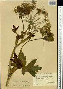 Heracleum dissectum Ledeb., Siberia, Russian Far East (S6) (Russia)