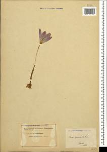 Crocus speciosus M.Bieb., Caucasus (no precise locality) (K0)